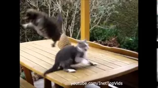 Funny Cats 2015 January #53   Смешные кошки 2015 Январь #53