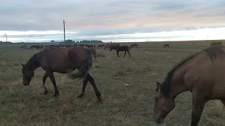 Болезни у жеребят.