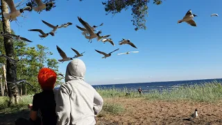 Лёгкий бриз и ручные чайки на берегу Финского залива.))