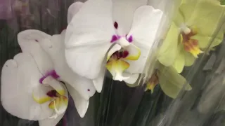 Роскошный завоз орхидей с названиями в Леруа Мерлен 11 сентября 2019 г