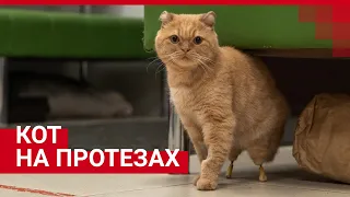 Протезы для кота Константина | 63.RU