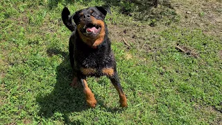 Swimming with a Rottweiler in slow motion. Venza escapes from the midday heat