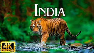 Incredible India 4K | Beyond the Stereotypes | REAL India in Serene Music.