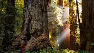 Suzanne Simard  |  Mother Trees and the Social Forest