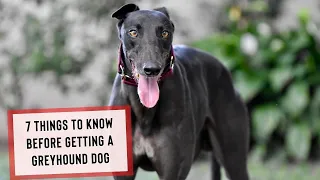 7 Things To Know Before Getting a Greyhound Dog