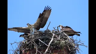 The Journey of the Osprey