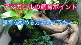 【アマガエル苔テラリウム】アマガエルの飼育ポイント4選