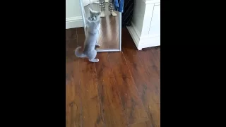 Kitten seeing his reflection for the first time.