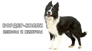 БОРДЕР-КОЛЛИ. Плюсы и минусы породы BORDER COLLIE