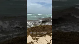 ШОК- водоросли в Доминикане! Как не ошибиться с пляжем?