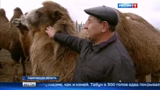 Разведение верблюдов и лошадей на юге Саратовской области