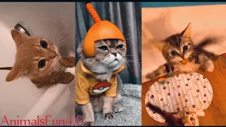 Funny Animal Videos 2023 😅😁 | Funniest Dogs and Cats 😂😺😅 | Animals Fun 4.0 | Video #54