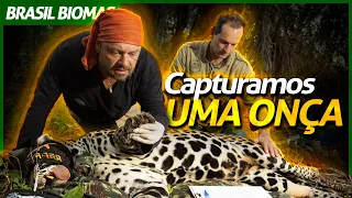 WE CAPTURED A WILD JAGUAR! | RICHARD RASMUSSEN