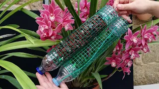 Cómo Hacer el Mejor Tronco para Orquídeas con Autorriego | Reciclar botella de Plástico (PET)