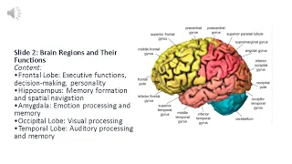 Neuroanatomy and Brain Structure