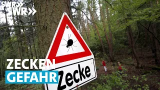 Gefährliche Zecken – Klimawandel verstärkt die Gefahr | SWR Zur Sache! Rheinland-Pfalz