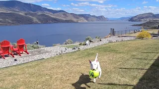 The Most Smart and Coolest Bull Terrier on YouTube Back Again With Stunning Views