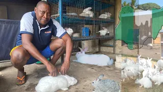 How a Nigerian doctor is turning his backyard to a mega rabbit farm