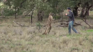 Man punches a kangaroo in the face to rescue his dog