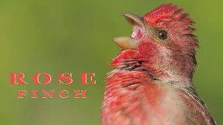 Bird sounds. Common rosefinch singing and chirping