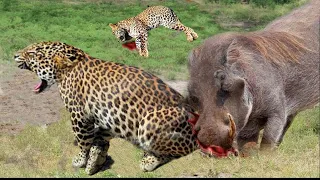 OMG! Mother Warthog Take Down Leopard For Daring To Attack Baby Warthog - Leopard vs Warthog, Zebra