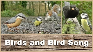 Movies for Cats : Birds, Bird Song and Sounds in The Forest