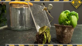 Growing Plants In A Vacuum! Does it work?!