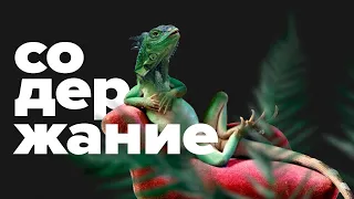 Зелёная ИГУАНА — содержание ДОМА. Самая необычная ящерица!