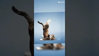 Смешные коты-гимнасты| Funny cats-gymnasts 😂