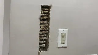 Things of nightmares, wasp nest in bedroom wall.