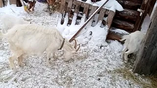 Коза орёт жду покупателя