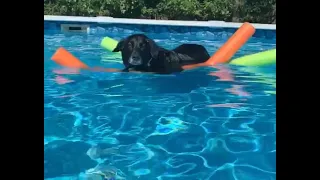 N.J. rescue dog takes a dip in the family pool to beat the heat