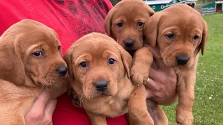 Cute Fox Red Labrador Retriever Puppies Red and Grey Females