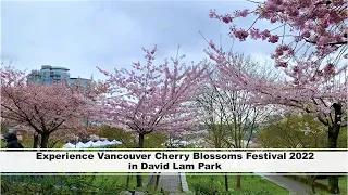 Experience Vancouver Cherry Blossoms Festival 2022 in David Lam Park | British Columbia, Canada