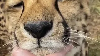 Cheetah Purr ASMR