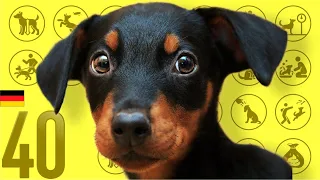 #40 Doberman ❤️ TOP 100 Cute Dog Breeds Video