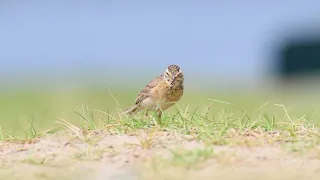 Paddy Field Pipit's Graceful Struggle With Large Dragonfly #birds #wildlife #nature