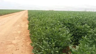 💥Extra "Vende-se"Gaúcha do Norte - MT.📌Área de 3.104 hectares. ✔Sendo 1.600 hectares aberto.