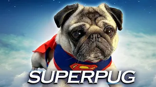 Superpug! 🦸 Superman Pug Versus Cat Movie! Dog in Superman Outfit | Pangpang the Pug dog