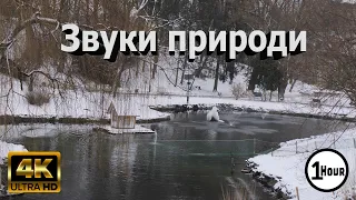 Звуки природи, Озеро в лісі, Шум фонтану, Спів птахів 4К, Relax, Nature sounds for relaxation