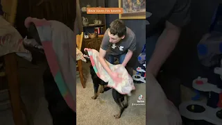 Rottweiler growling with happiness for his towel