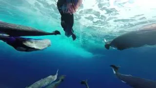 Blue Marlin Close Encounter