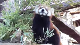 レッサーパンダ（イチゴ）@野毛山動物園20220105