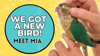 MEET MIA! | Bringing Home a New Bird