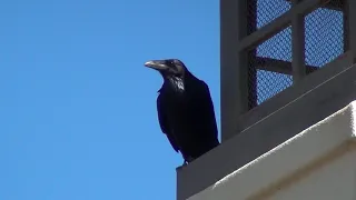 North American Wildlife --- Common Raven squawking & vocalizing
