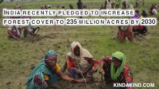 India Planed Nearly 50 Million Trees In 24 Hours