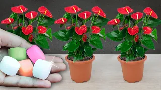 Just 1 pill per month, Anthurium blooms all year round without fading