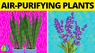 🌱Top 10 Air Purifying Plants for Bedroom