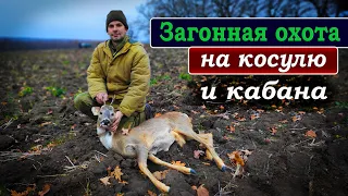 Загонная охота на КОСУЛЮ и КАБАНА