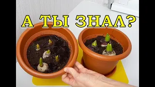 Что делать с луковицами ТЮЛЬПАНОВ после 8 марта?🌷🌷🌷